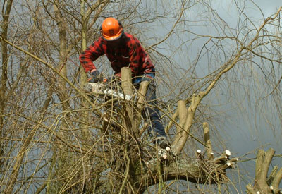 Cornwall Tree Surgeon