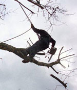 Cornwall Tree Surgeon Surgery