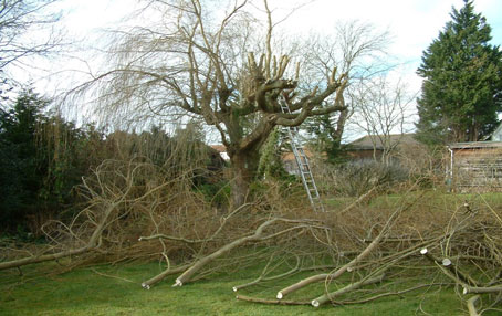 Tree Surgeon Cornwall